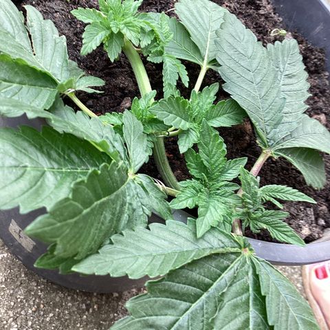 Jack Herer Auto growlog timeline photo