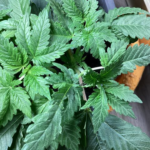 Jack Herer Auto growlog timeline photo