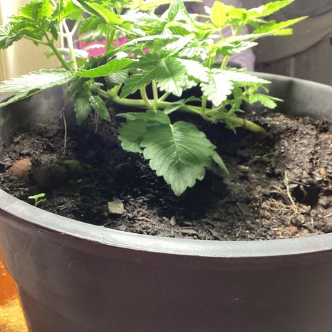 Jack Herer Auto growlog timeline photo