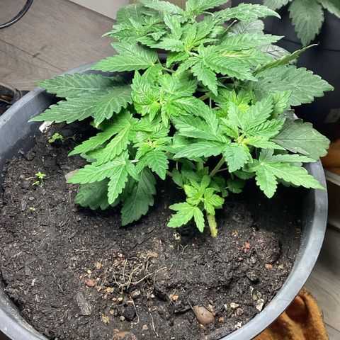 Jack Herer Auto growlog timeline photo
