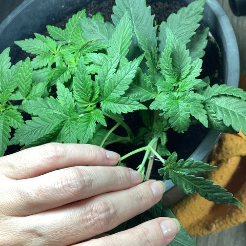 Jack Herer Auto growlog timeline photo