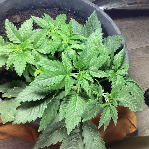 Jack Herer Auto growlog timeline photo