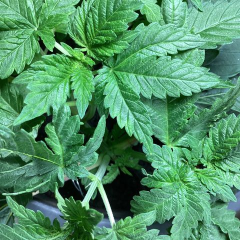 Jack Herer Auto growlog timeline photo