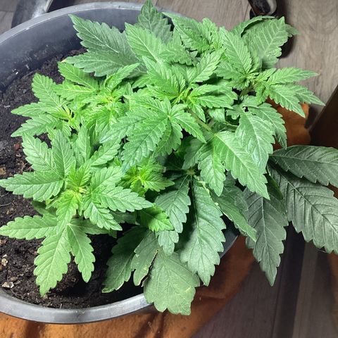 Jack Herer Auto growlog timeline photo