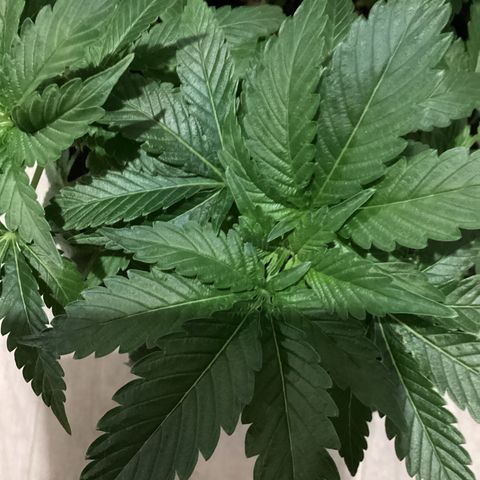 Jack Herer Auto growlog timeline photo