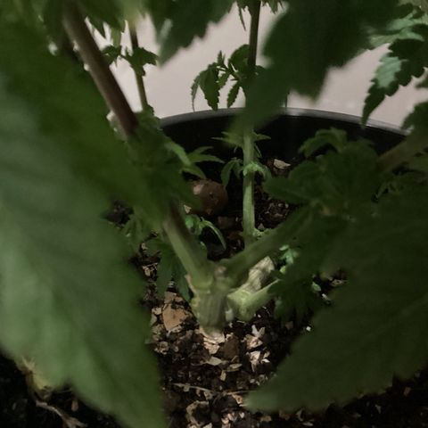 Jack Herer Auto growlog timeline photo