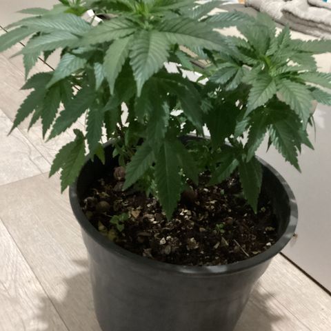 Jack Herer Auto growlog timeline photo