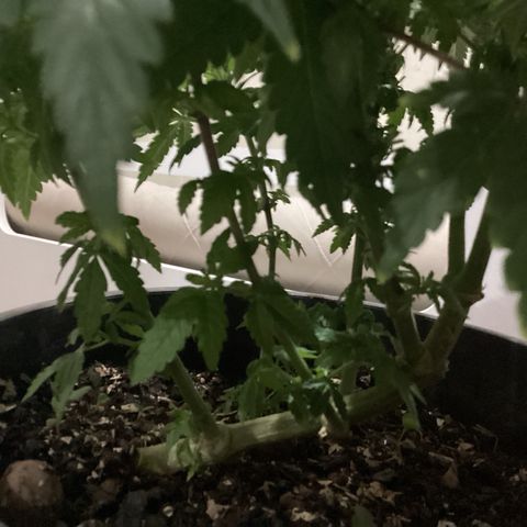 Jack Herer Auto growlog timeline photo