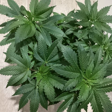 Jack Herer Auto growlog timeline photo