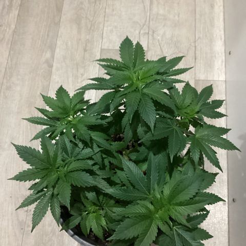 Jack Herer Auto growlog timeline photo