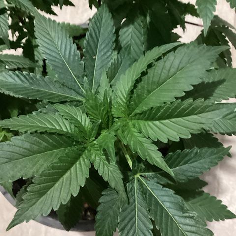Jack Herer Auto growlog timeline photo