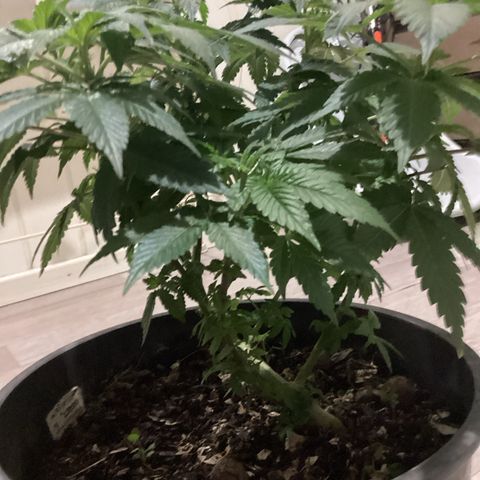 Jack Herer Auto growlog timeline photo