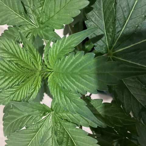 Jack Herer Auto growlog timeline photo