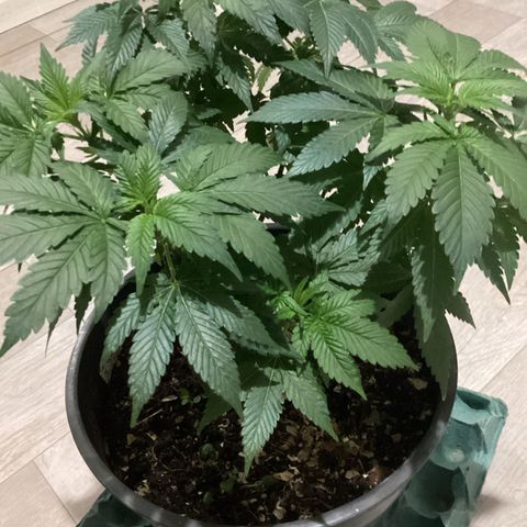 Jack Herer Auto growlog timeline photo