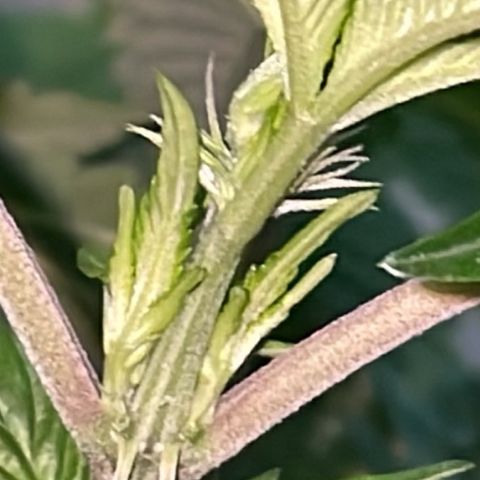 Jack Herer Auto growlog timeline photo