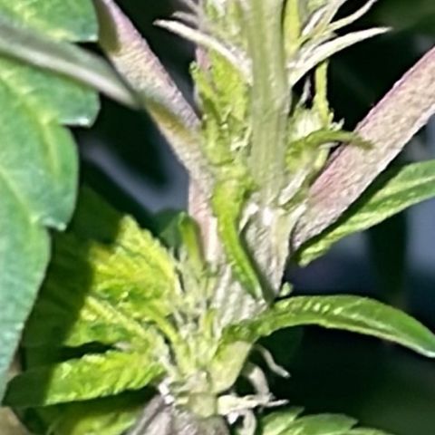 Jack Herer Auto growlog timeline photo