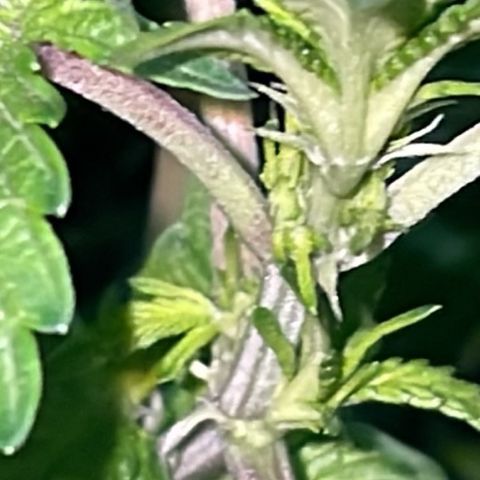 Jack Herer Auto growlog timeline photo
