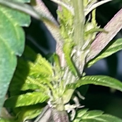 Jack Herer Auto growlog timeline photo