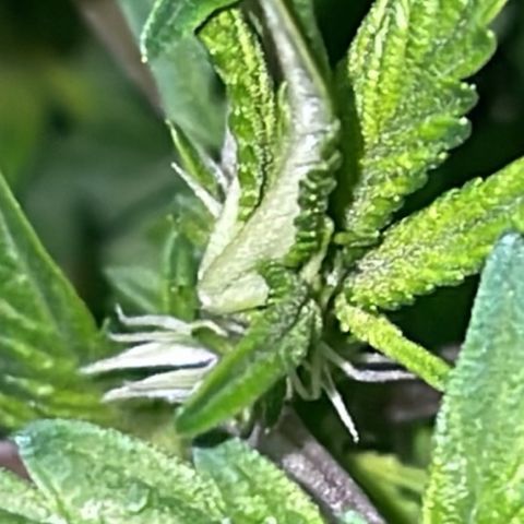 Jack Herer Auto growlog timeline photo