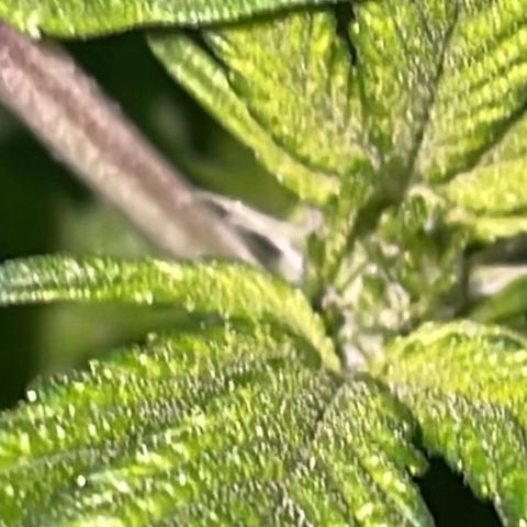 Jack Herer Auto growlog timeline photo