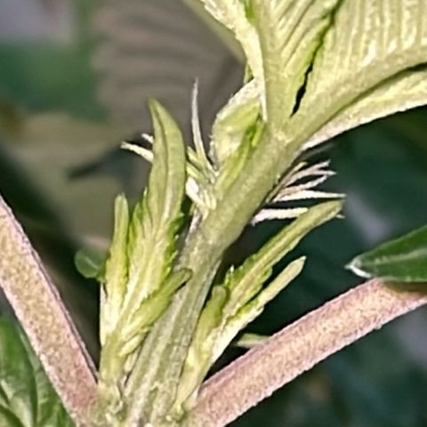 Jack Herer Auto growlog timeline photo