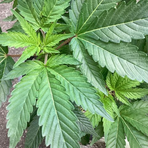 Jack Herer Auto growlog timeline photo