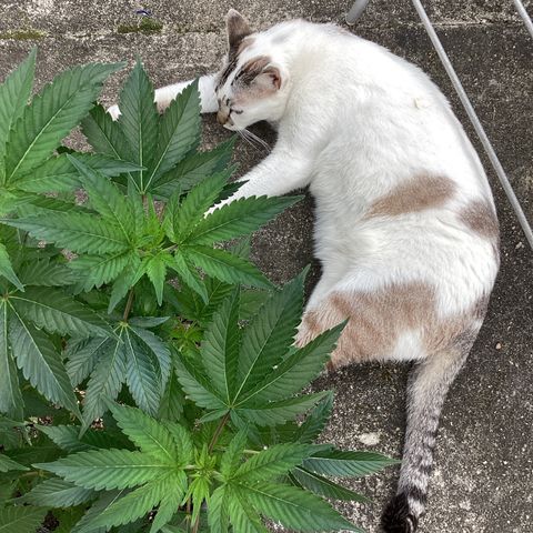 Jack Herer Auto growlog timeline photo