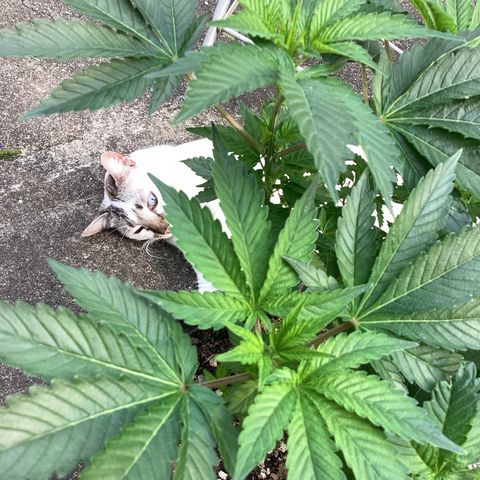 Jack Herer Auto growlog timeline photo