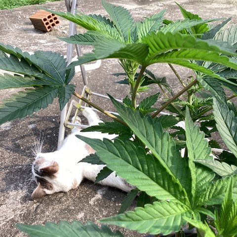 Jack Herer Auto growlog timeline photo