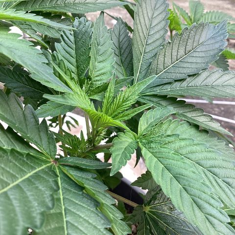 Jack Herer Auto growlog timeline photo