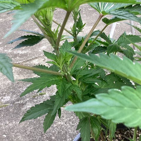 Jack Herer Auto growlog timeline photo