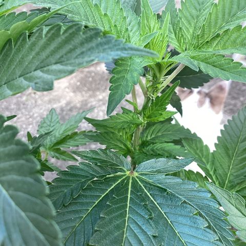 Jack Herer Auto growlog timeline photo