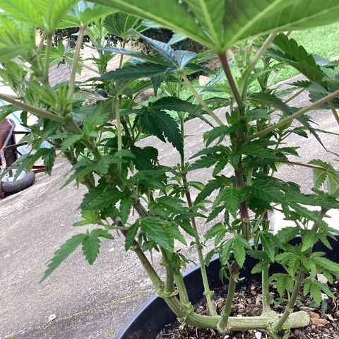 Jack Herer Auto growlog timeline photo