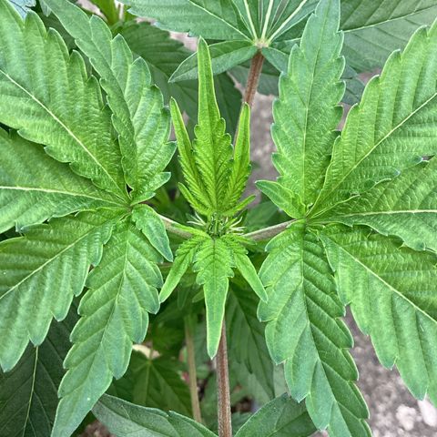 Jack Herer Auto growlog timeline photo