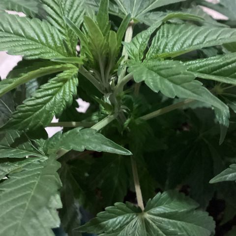 Jack Herer Auto growlog timeline photo