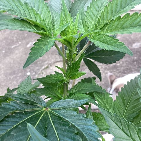 Jack Herer Auto growlog timeline photo