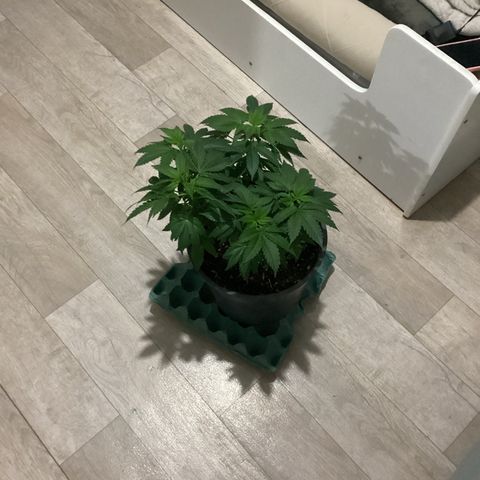 Jack Herer Auto growlog timeline photo