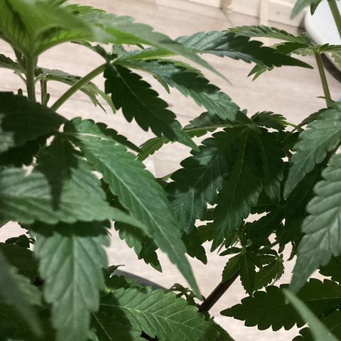 Jack Herer Auto growlog timeline photo
