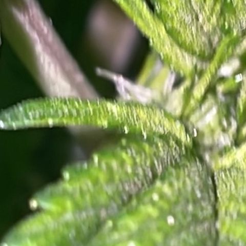 Jack Herer Auto growlog timeline photo