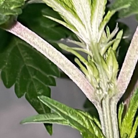 Jack Herer Auto growlog timeline photo