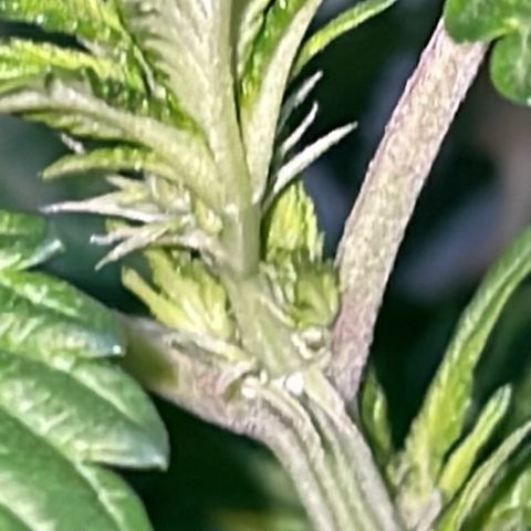 Jack Herer Auto growlog timeline photo
