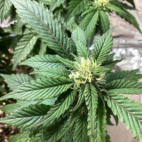 Jack Herer Auto growlog timeline photo