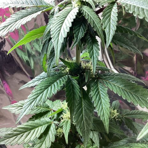 Jack Herer Auto growlog timeline photo
