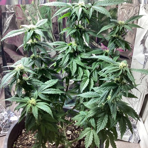 Jack Herer Auto growlog timeline photo