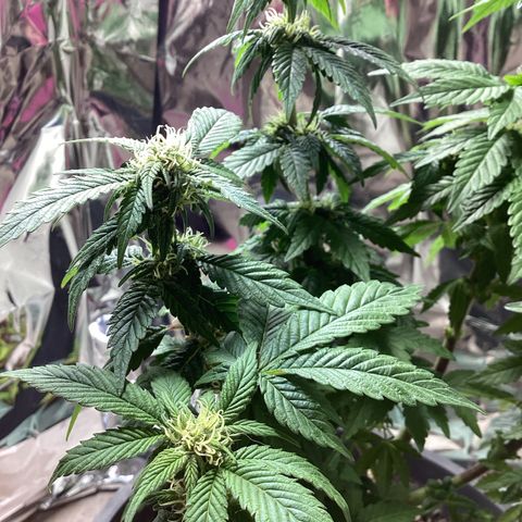 Jack Herer Auto growlog timeline photo