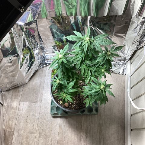 Jack Herer Auto growlog timeline photo