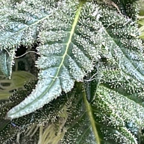 Jack Herer Auto growlog timeline photo