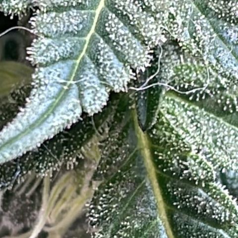 Jack Herer Auto growlog timeline photo