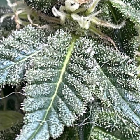 Jack Herer Auto growlog timeline photo