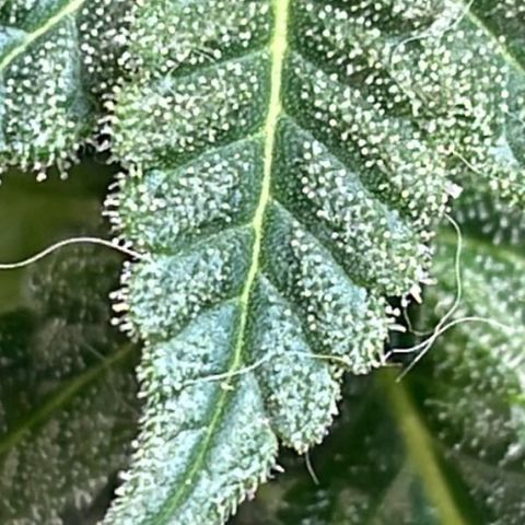 Jack Herer Auto growlog timeline photo